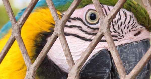 Core.Domain.Models.Image