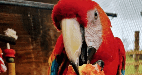 Core.Domain.Models.Image