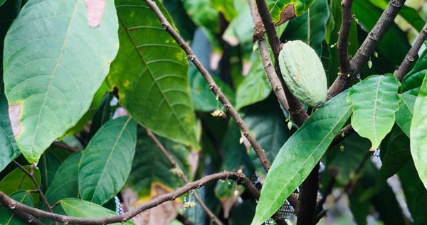 Core.Domain.Models.Image