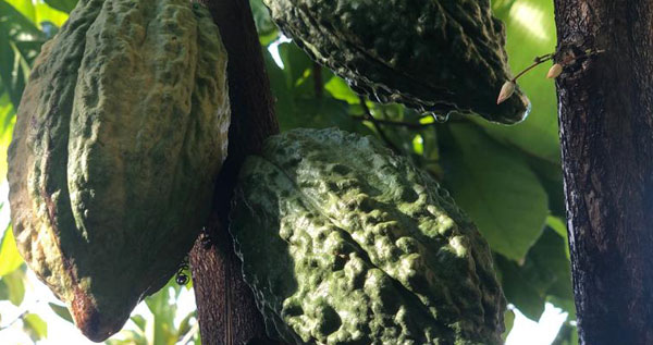 Core.Domain.Models.Image