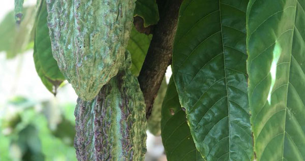 Core.Domain.Models.Image