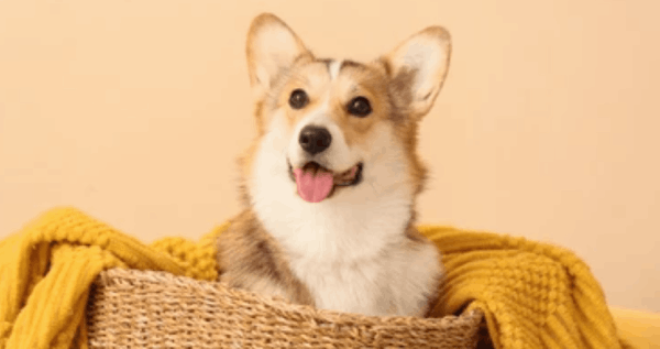 Core.Domain.Models.Image