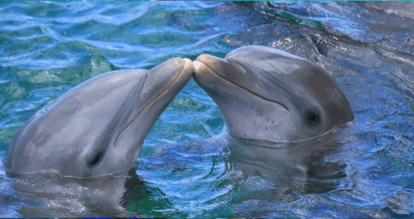 Core.Domain.Models.Image