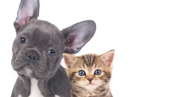 Core.Domain.Models.Image