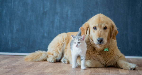 Core.Domain.Models.Image